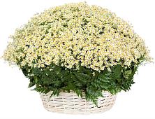 Цветочная композиция из Ромашки в корзине #REPLACE_PRED# Кузнецах